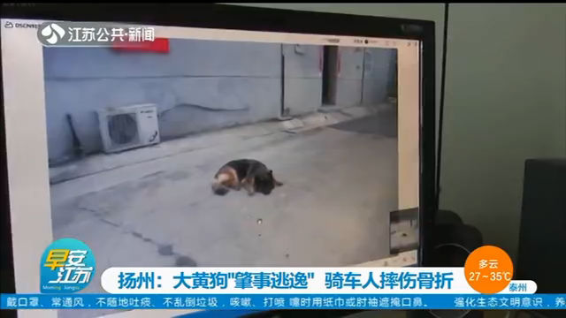  主人|大黄狗撞上电动车“肇事逃逸”，民警反复看监控找到狗主人