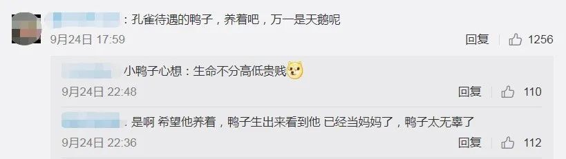  孵出来|男子网购“孔雀蛋”，结果孵出了鸭子！网友：商家没想到真能孵出来