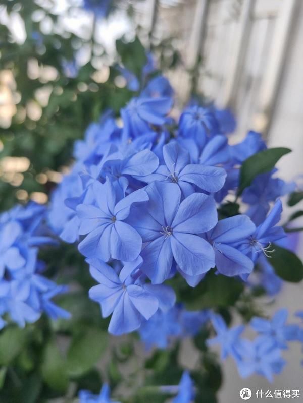 蓝雪花花期已到，做到“3个多”，开花如花球，开成小花园超级美
