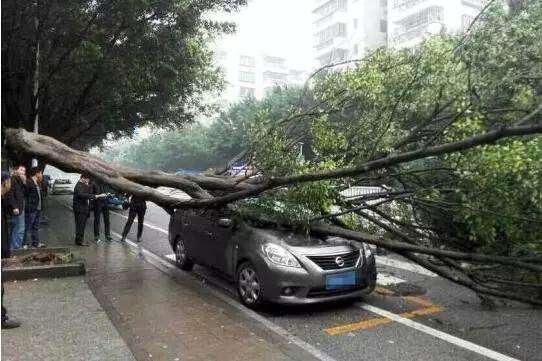  洪水|南方暴雨私家车遭了殃，被树砸水淹的汽车，保险公司能赔么？