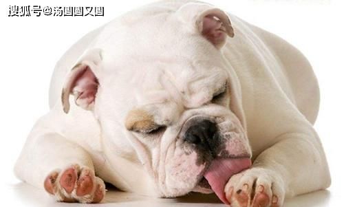  经验|【养宠经验】狗的伤口化脓了，阔不阔以使用人的药物？