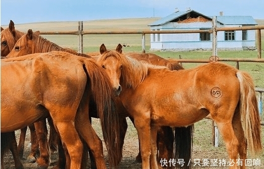 马匹|你知道打马印是什么吗？为何蒙古草原的马有烙印？长见识了