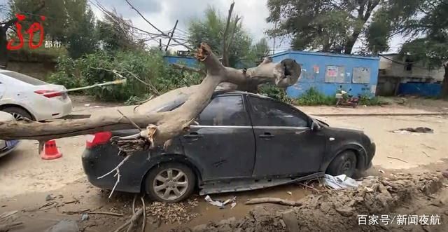  大树|狂风暴雨，大树倾倒砸车，谁来担责？