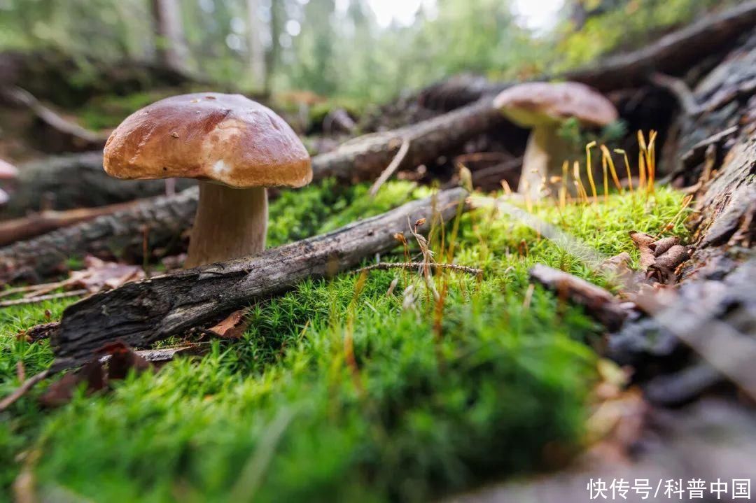 菜市场买的蘑菇真的含有甲醛吗(菜市场买的蘑菇真的含有甲醛吗？)