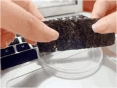 奇妙|一场属于海苔的奇妙之旅