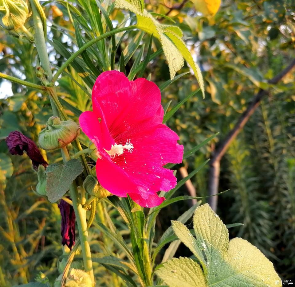 蜀葵|盛夏赏蜀葵，观花心情爽！