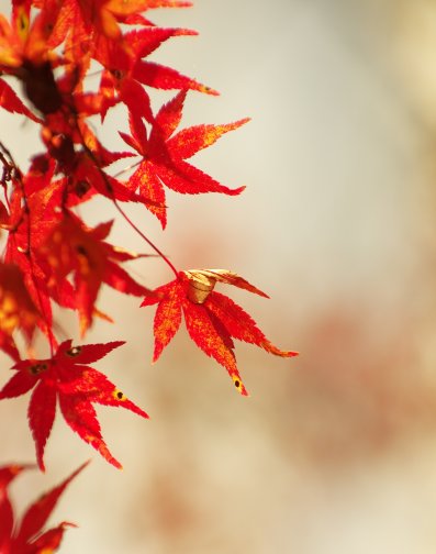  相随|发财梦成真！7月中旬好运相随，财运开窍，尽可赚大钱的4大生肖！