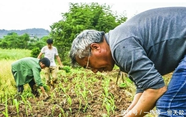  要注意|高粱出苗不均匀，叶嫩苗壮，可以栽补吗？如何起苗？如何栽补