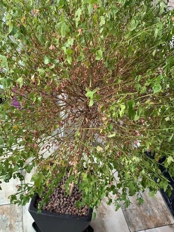  新芽|花养成光杆司令，赶紧这么救，3天冒新芽