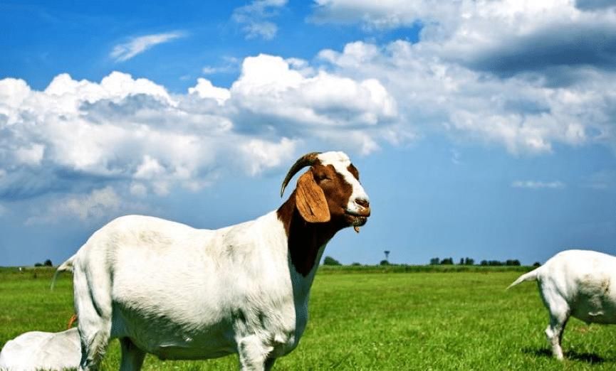  中世纪|中世纪欧洲人的一年是怎么度过的？