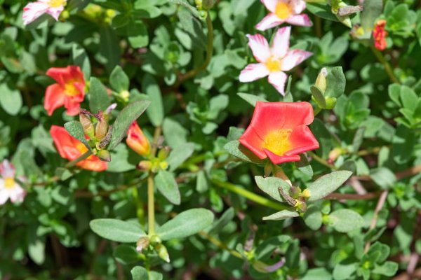 明白|用马齿笕泡水,可以使白发变黑发?其实不全对,看完终于明白了