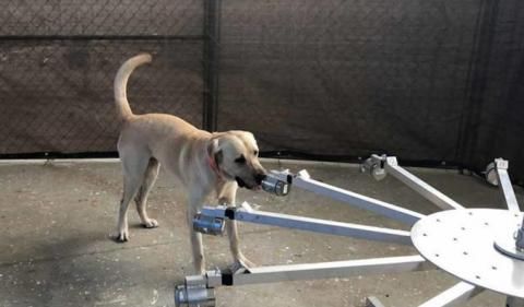 美国陆军|严峻疫情形势之下 美军开始研究靠狗闻出新冠病毒