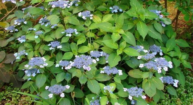  修剪|托尼老师教您修剪绣球花，记住简单两点，拿剪刀的手再也不抖啦