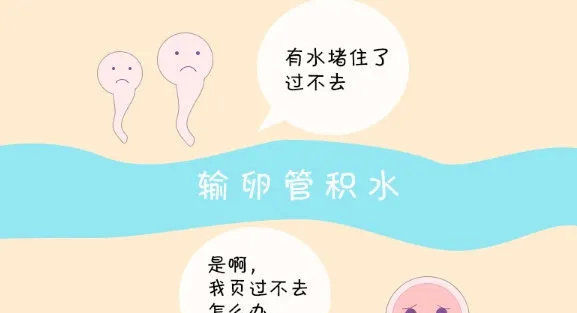  输卵管|做试管婴儿, 遇到这些情况不要着急移植, 小心造成胚胎浪费