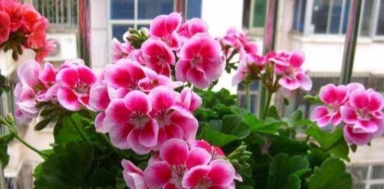  开花|4种花很耐养，沾土就能活，易爆盆，花开不断，还能旺财！