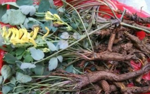 种野生植物|生在高处被观赏,却不知价值500元一斤,但野生较少,别错过