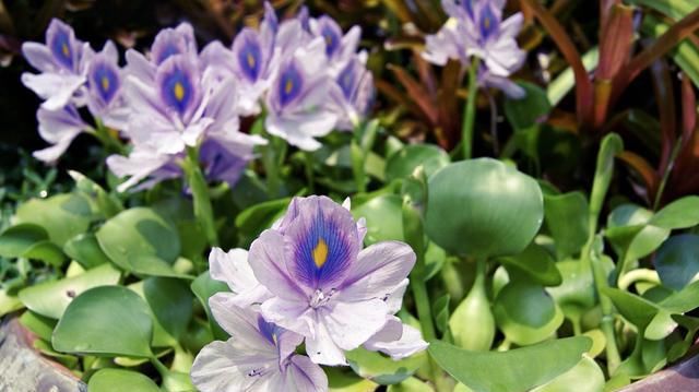 城里人|如今的城里人真会玩，以前农村给猪吃的水葫芦，摇身变成水培植物