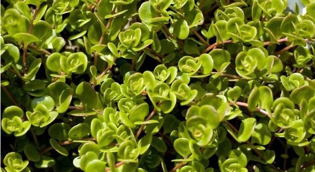  健康|有种草被为“长寿菜”，能清热解、防三高！现在吃正当时