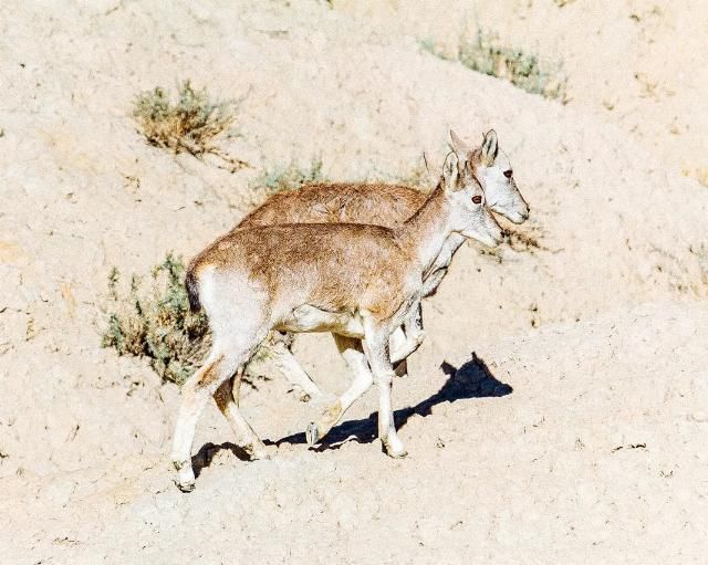 想象|不必远赴澳大利亚就能拥有的粉红湖、空中草原,西藏之西比想象中更惊艳!