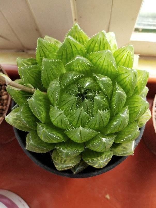  水晶|玉露灰扑扑，只要一个塑料瓶，立马变成“水晶玉露”