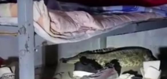  突现|吓人！家中床下突现1米多长鳄鱼，多方协助“抓捕”鳄鱼