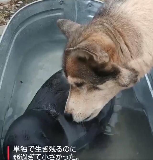 可爱|海豹宝宝闯进小村落,狗妈妈主动把它当孩子照顾!这组合太可爱了