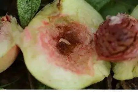 施药|用这些杀虫剂要格外注意