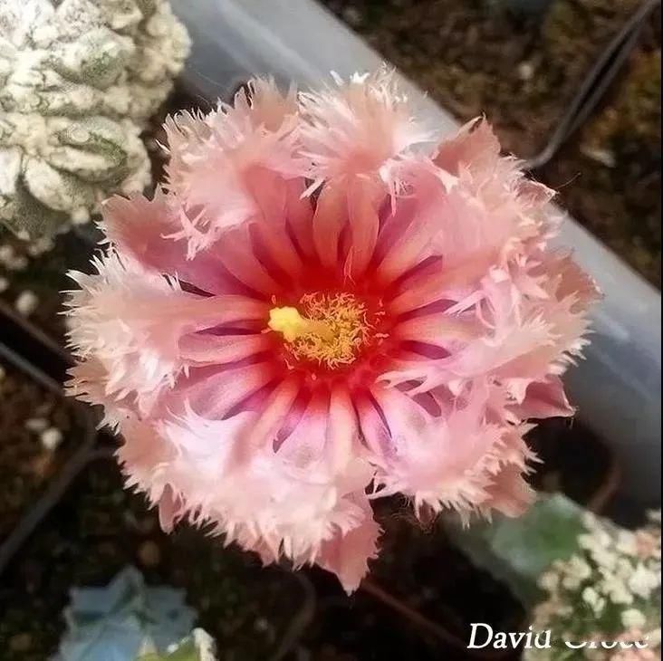  人养|每个人养肉人都应该学会鉴赏“兜”