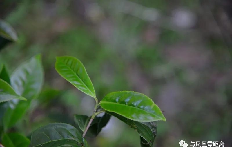 辣味|这茶有点生姜辣味，单丛茶…