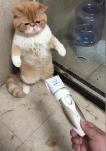 猫咪|猫咪：这年头……我们当猫的太不容易了！