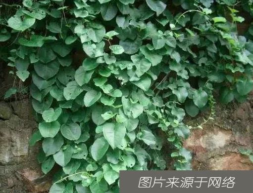  养生|长在树上的“生姜”，长相丑陋少有人识，老农心中的“养生菜”！