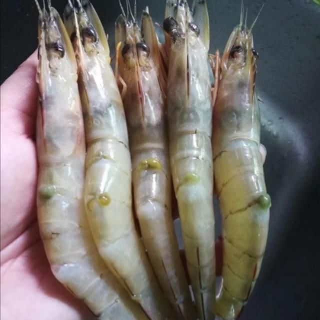  海鲜|开海了，立秋后海虾正肥，挑选时见有粗粗“虾线”，赶紧带它回家