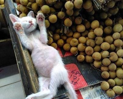 现实|主人带猫咪上街卖水果，猫咪成现实版招财猫，一串动作萌翻众人