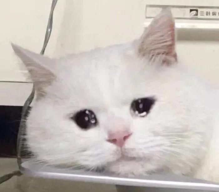 男友|“塑料男友”无力还债，盗用女友手机贷款后人间蒸发