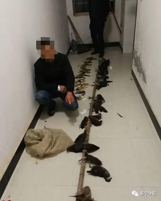 刑事|新宁一村民非法捕鸟，被强制采取刑事措施