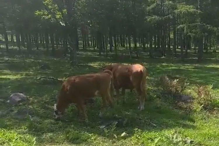 断案|这牛到底是谁的？且看法官断案，“滴血认亲”！