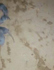 GIF|搞笑GIF：无语了