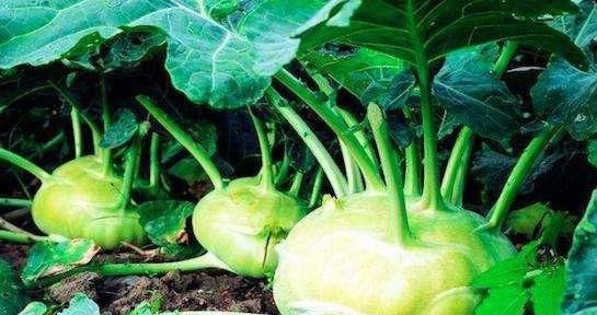  常吃|女性养生常吃的3种食物，坚持吃1个月，补血养颜，预防血管疾病