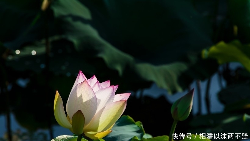 属相五行|9月开始工作一顺百顺,运势超顺,家门兴旺的四大生肖