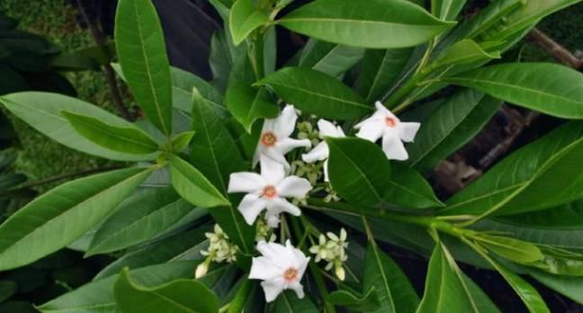 植物|这植物的果实长得似芒果，含有剧毒，误食使人致命