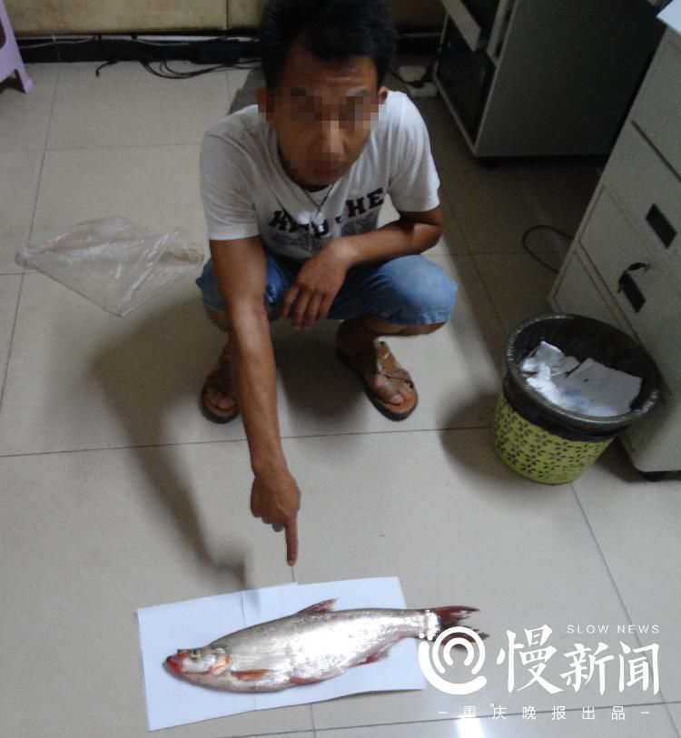 捞鱼|不听劝告下河捞鱼 被抓现行悔之晚矣