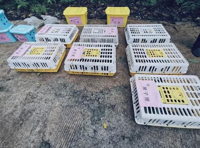 放生|豹猫、红隼、果子狸......在南宁的公园里遇到它们别激动