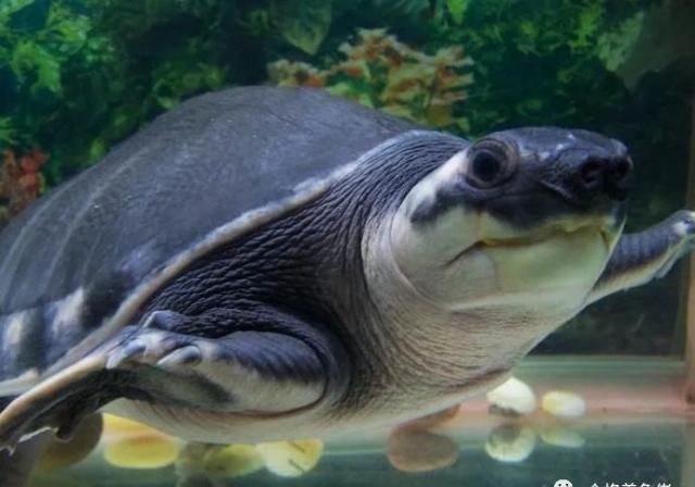 混养|龟被咬伤后该怎么处理?