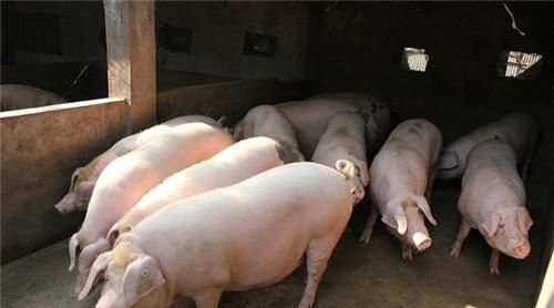  恢复|非瘟2周年，变数之下，任重道远