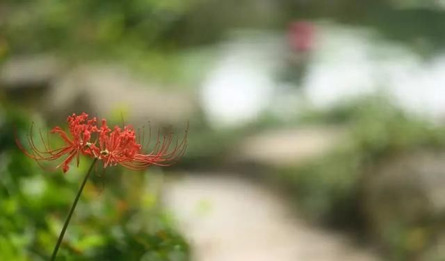  石蒜|申城公园石蒜花“乘风破浪”后，绽开笑颜进入花期