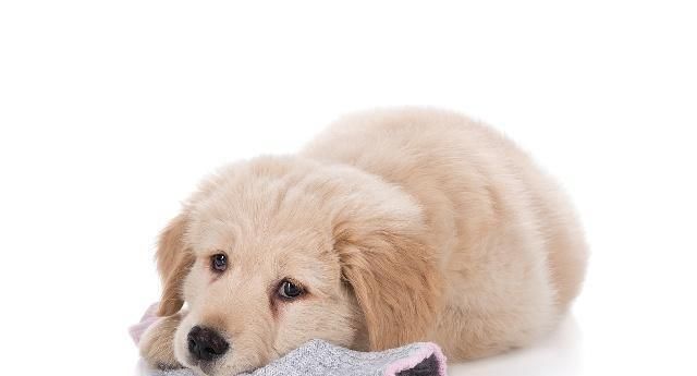  担心|狗对每个人都看得很好，他把他们都当作主人吗？别担心