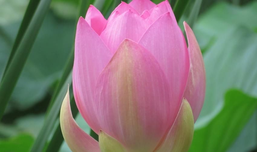 孤独|不愿“将就”的四个生肖女，哪怕孤独终老一辈子，也不愿随随便便