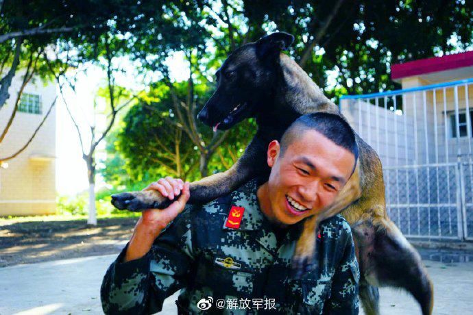  来看|优秀！来看警犬是怎样炼成的