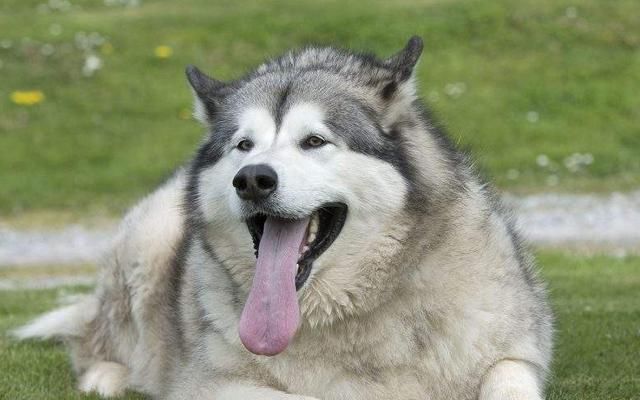  阿拉斯加|100多斤的阿拉斯加要睡在主人的肚皮上，铲屎官：我承受不住