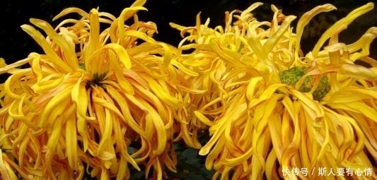 必中|中秋节,时来运转,横财砸身,逢奖必中,钞票堆成山的生肖